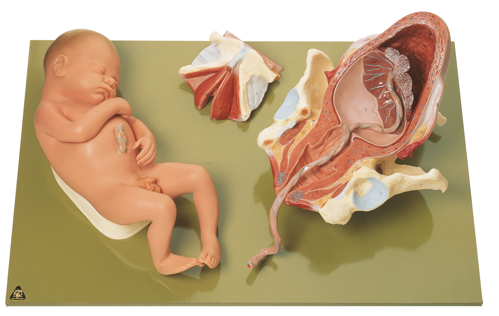 Birth – Third Stage, Light