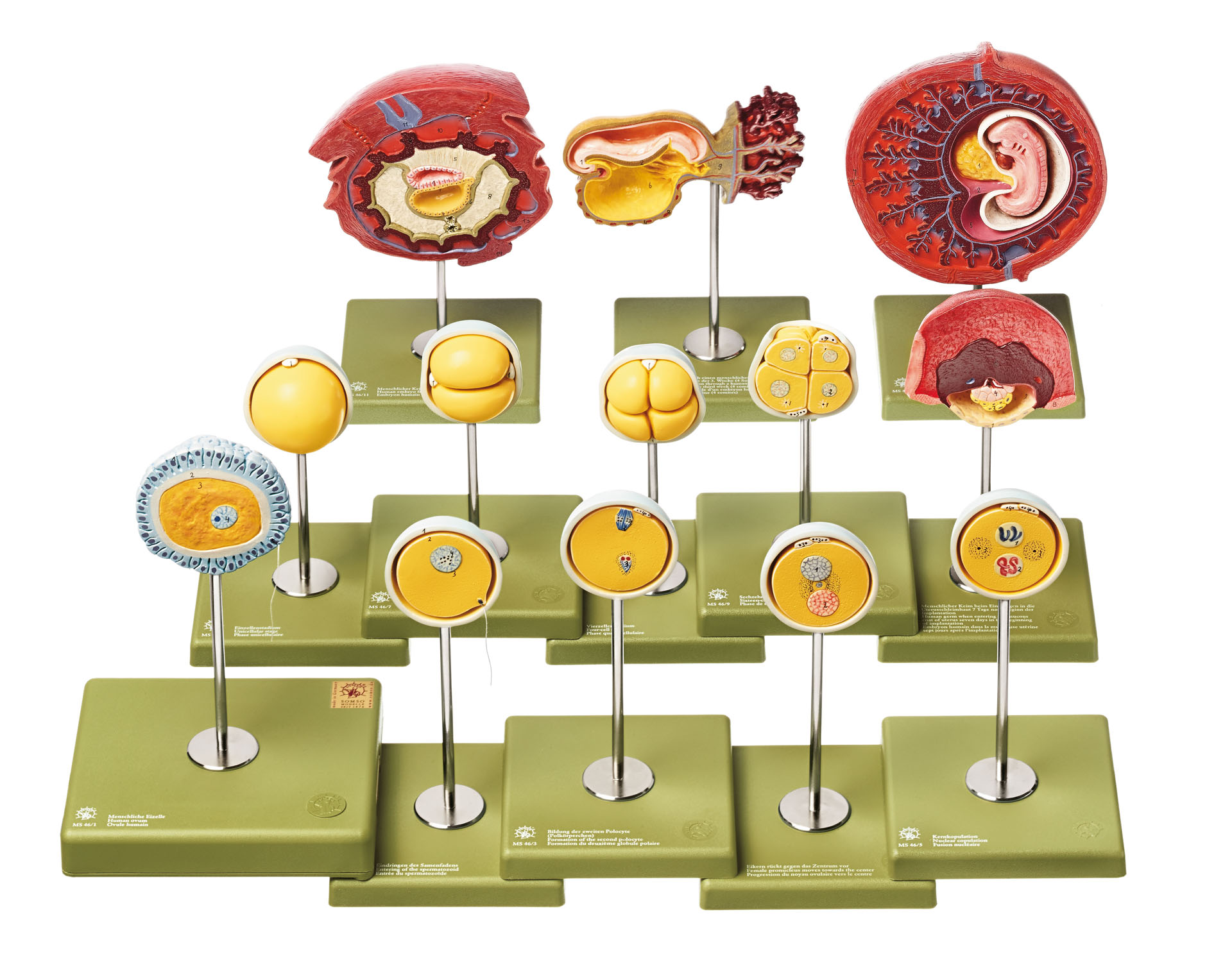 Human Development Up to the Embryo at the End of the First Month