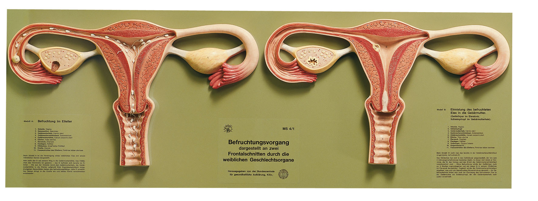 Fertilization Process