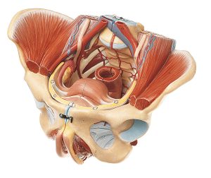 Female Pelvis