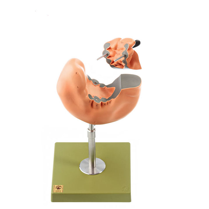 Development of the Human Face (Set of 6 Models)