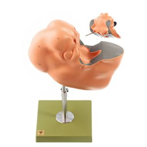 Development of the Human Face (Set of 6 Models)