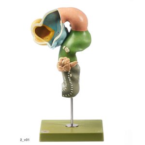 Development of the Human Brain (Set of 8 Models)