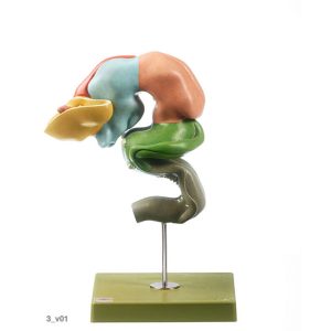 Development of the Human Brain (Set of 8 Models)