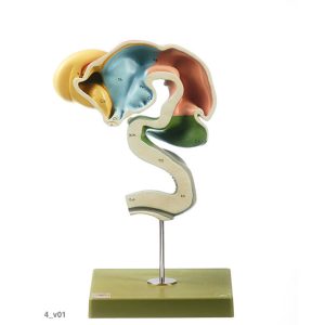 Development of the Human Brain (Set of 8 Models)