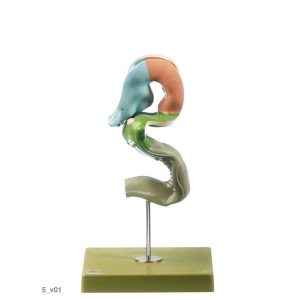Development of the Human Brain (Set of 8 Models)