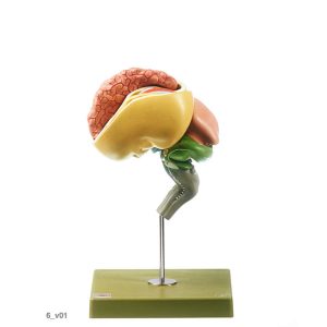 Development of the Human Brain (Set of 8 Models)