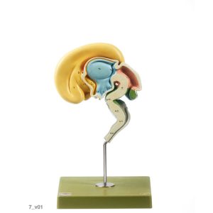 Development of the Human Brain (Set of 8 Models)