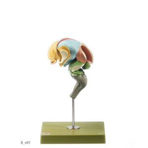 Development of the Human Brain (Set of 8 Models)