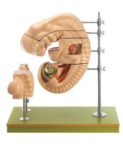 Model of a Human Embryo