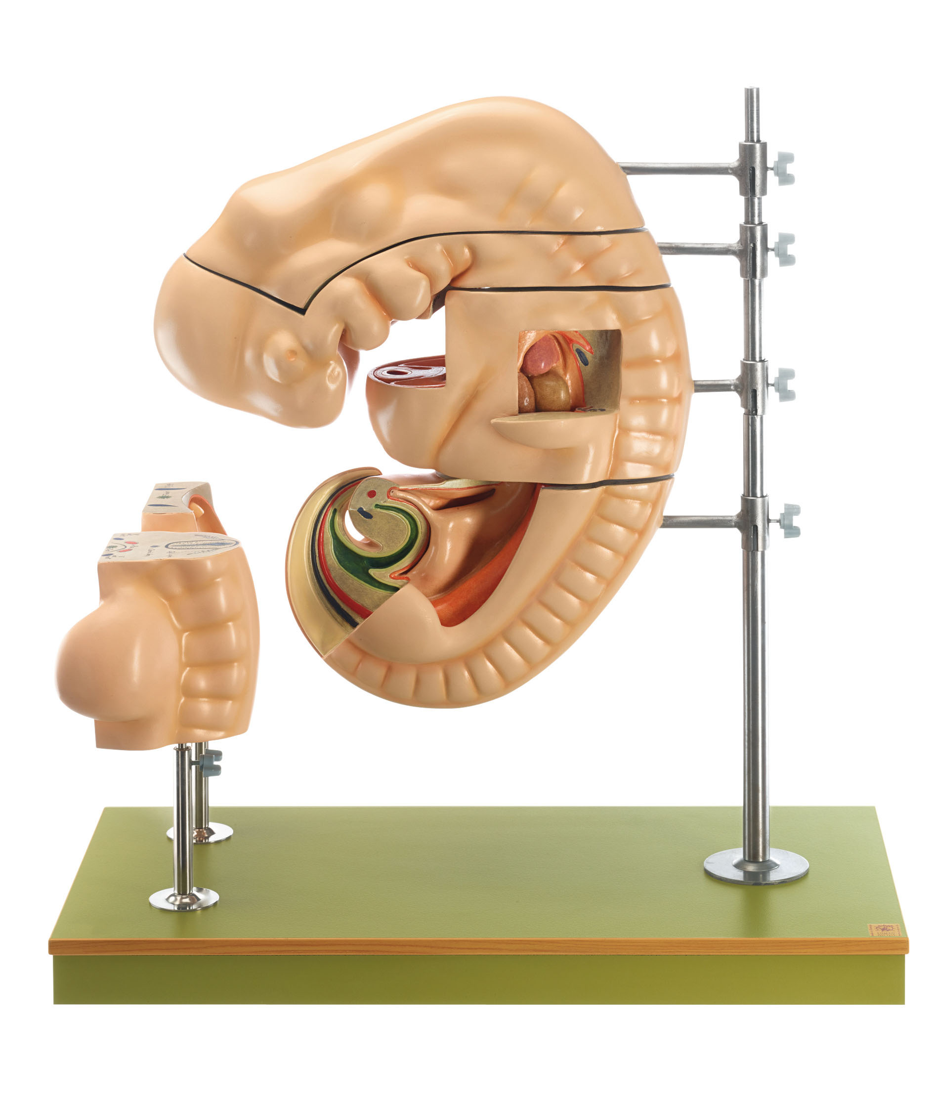 Model of a Human Embryo