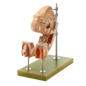 Model of a Human Embryo