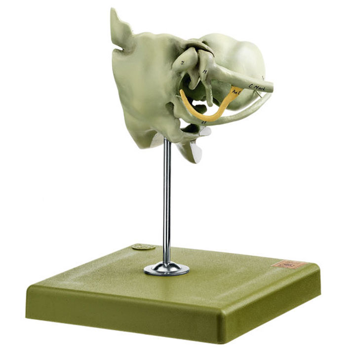 Development of a Human Skeleton of the Head – Labyrinth Region