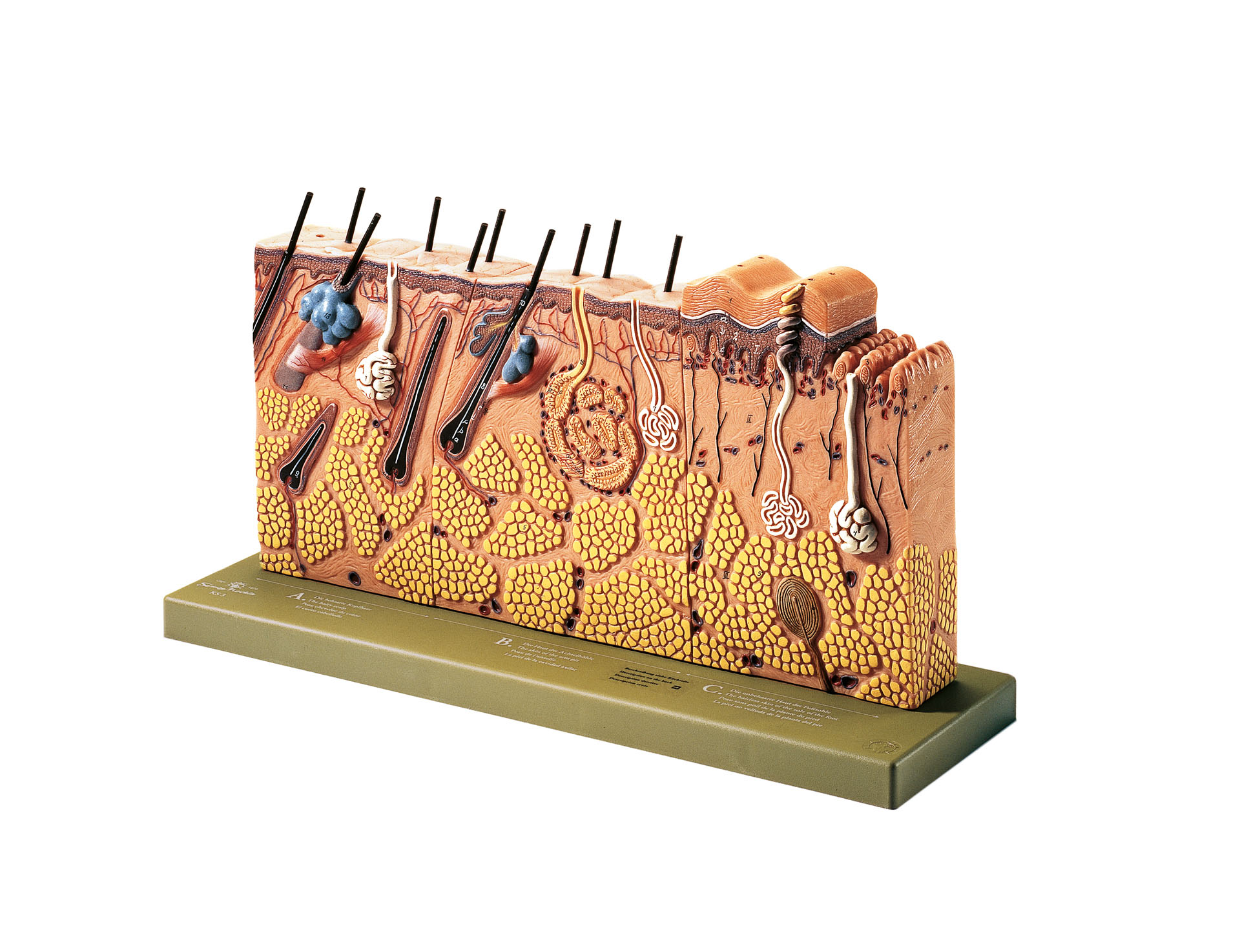 Block Model of Sectional of Skin, Light