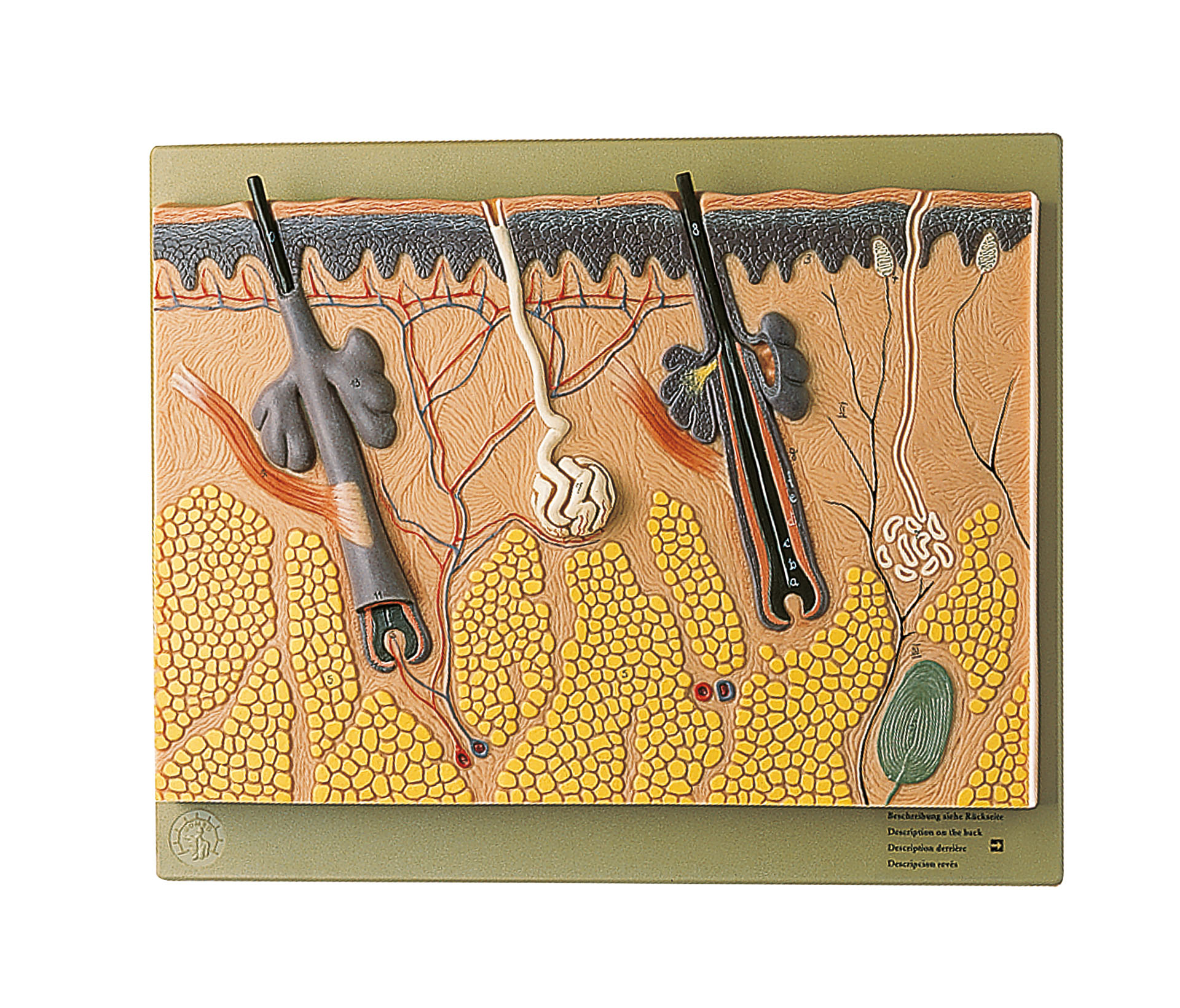 Section of Skin, Light