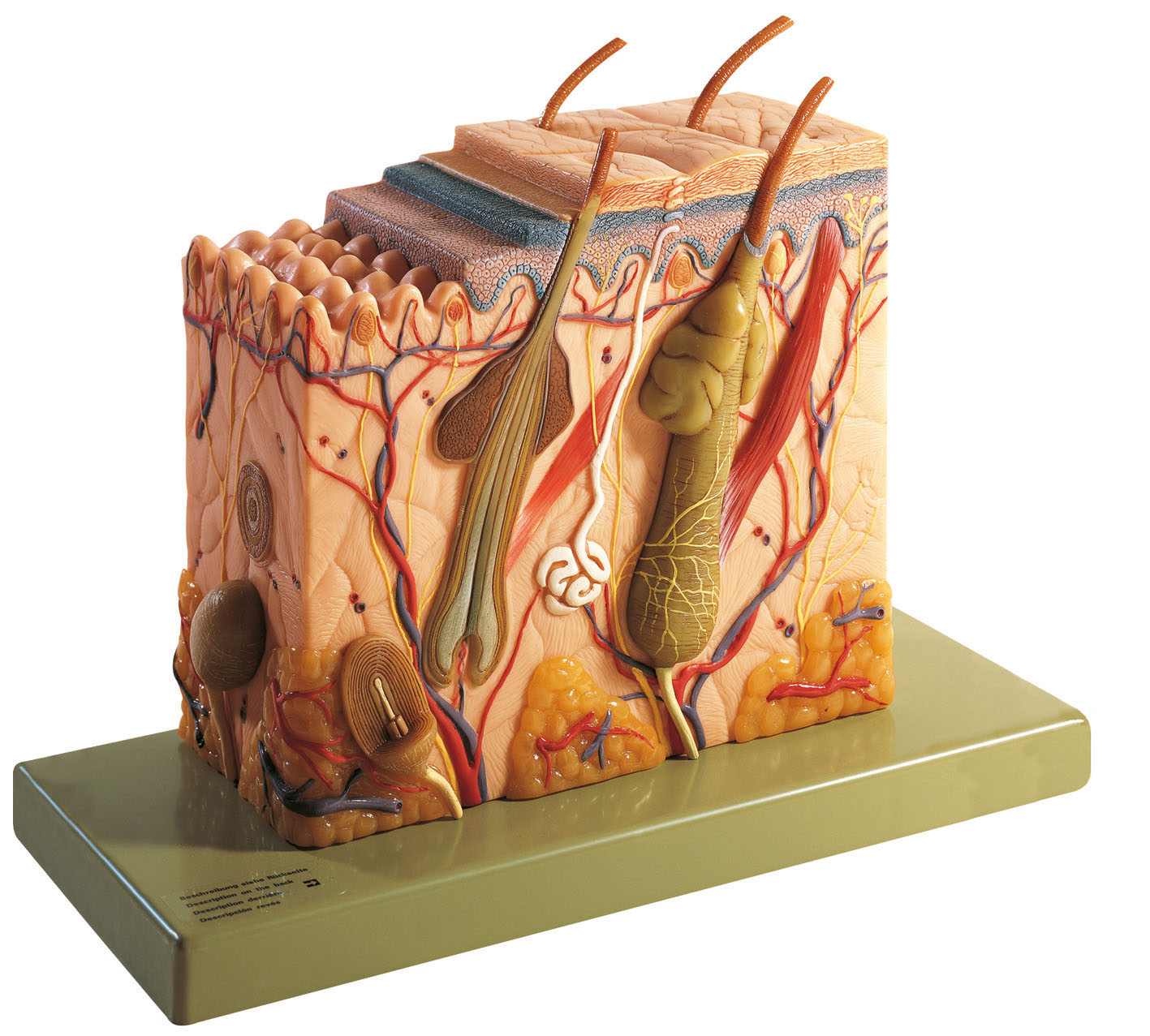 Block Model of the Skin, Light