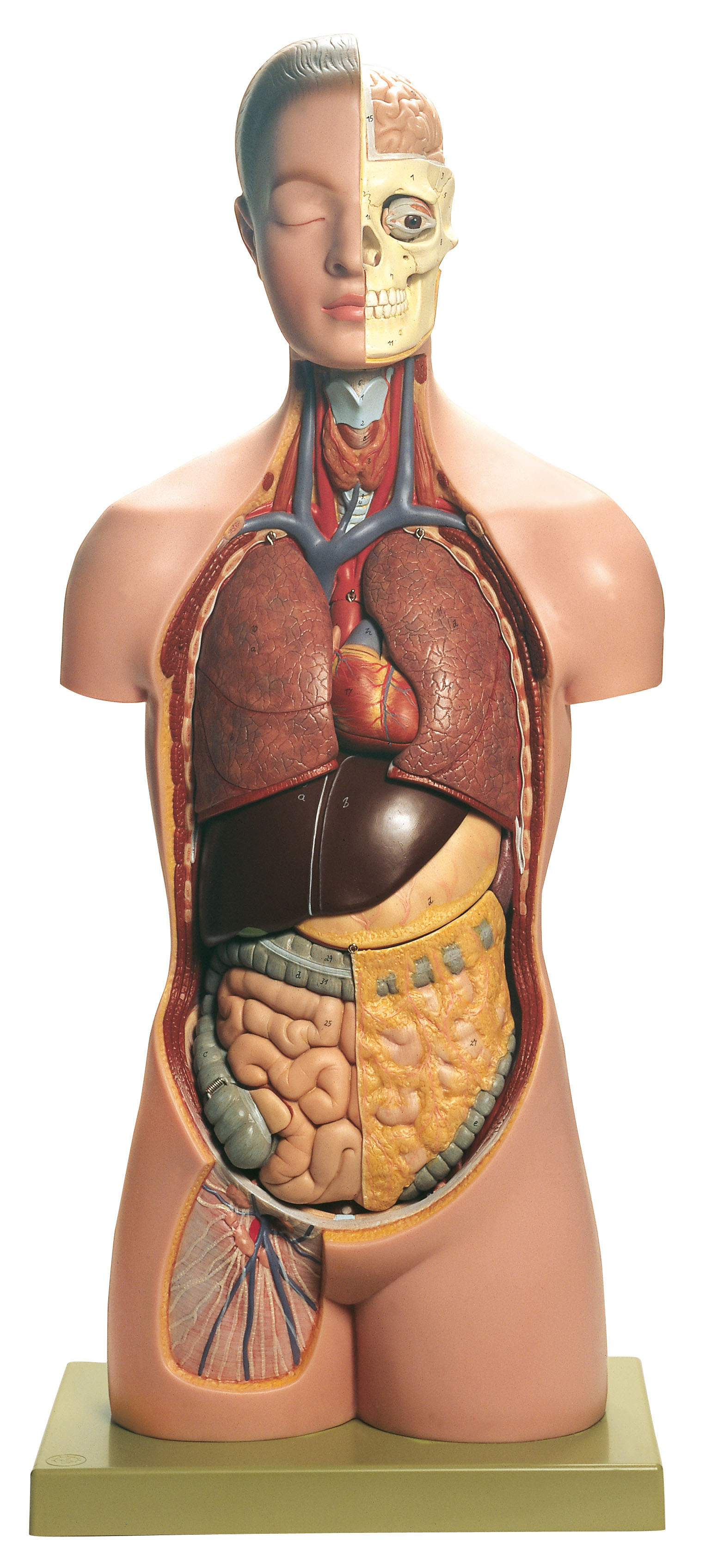 Torso of Young Man With Head, Light