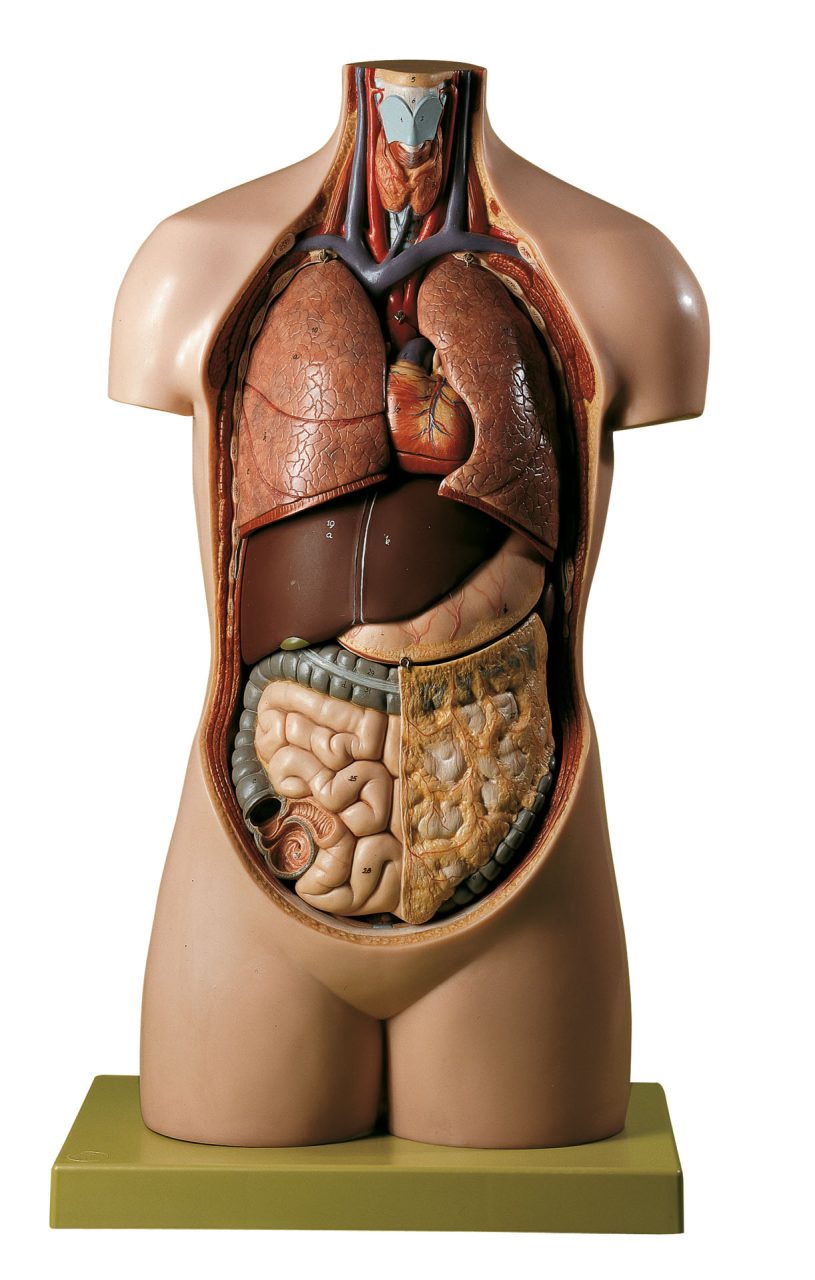 Torso of Young Man Without Head, Light