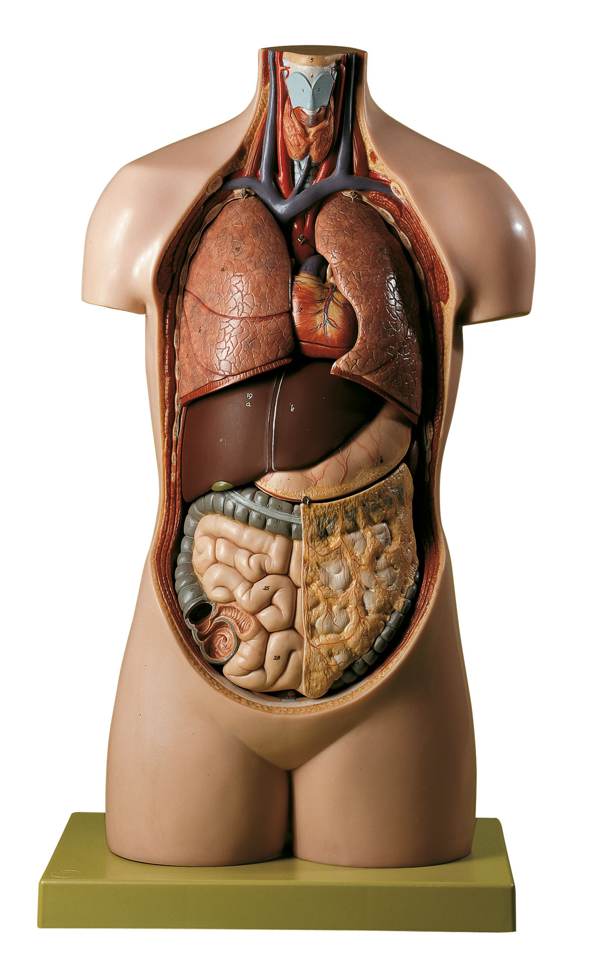 Torso of Young Man Without Head, Light