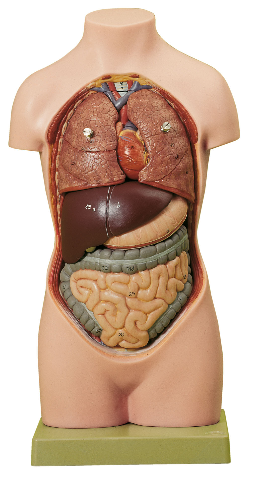 Small Torso of Young Man Without Head, Light