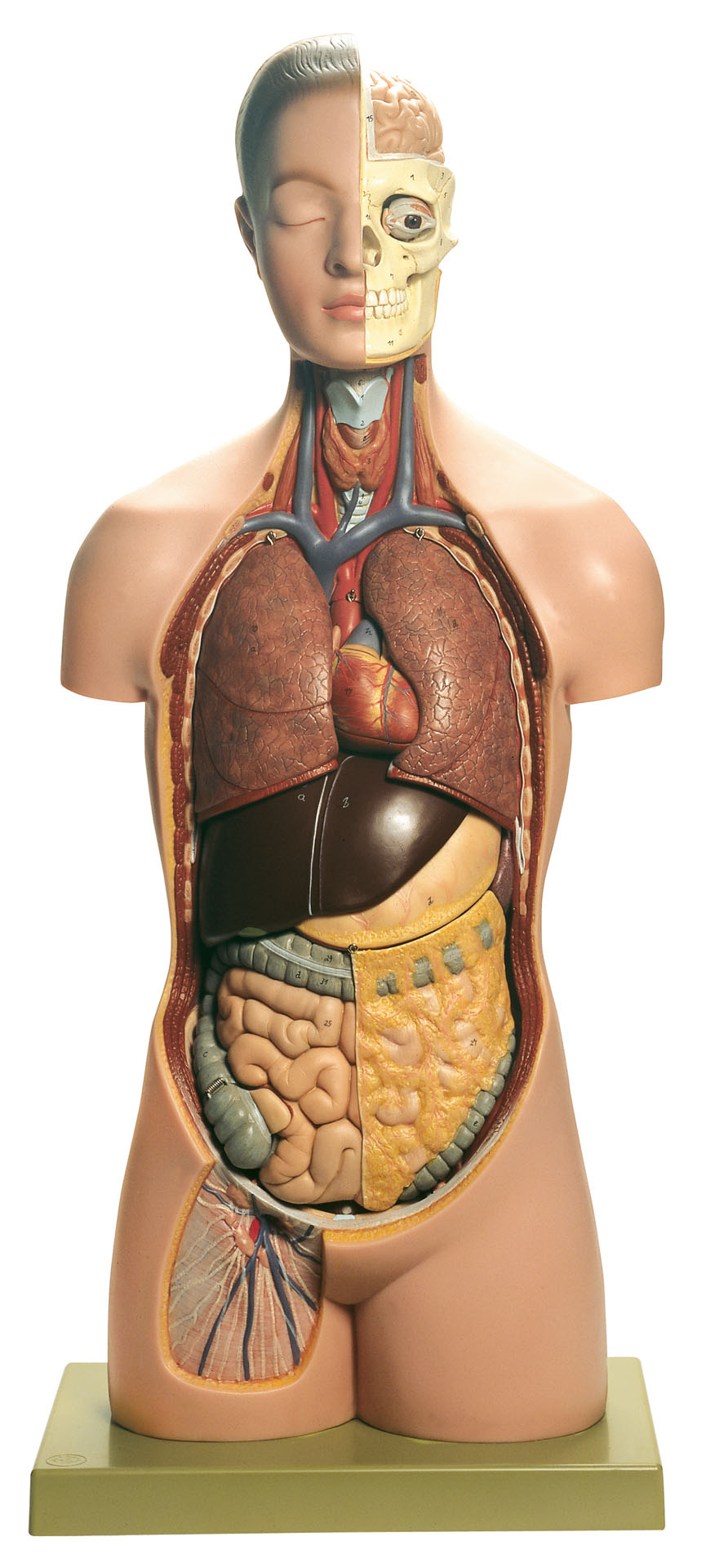 Torso of Young Man With Head, Light