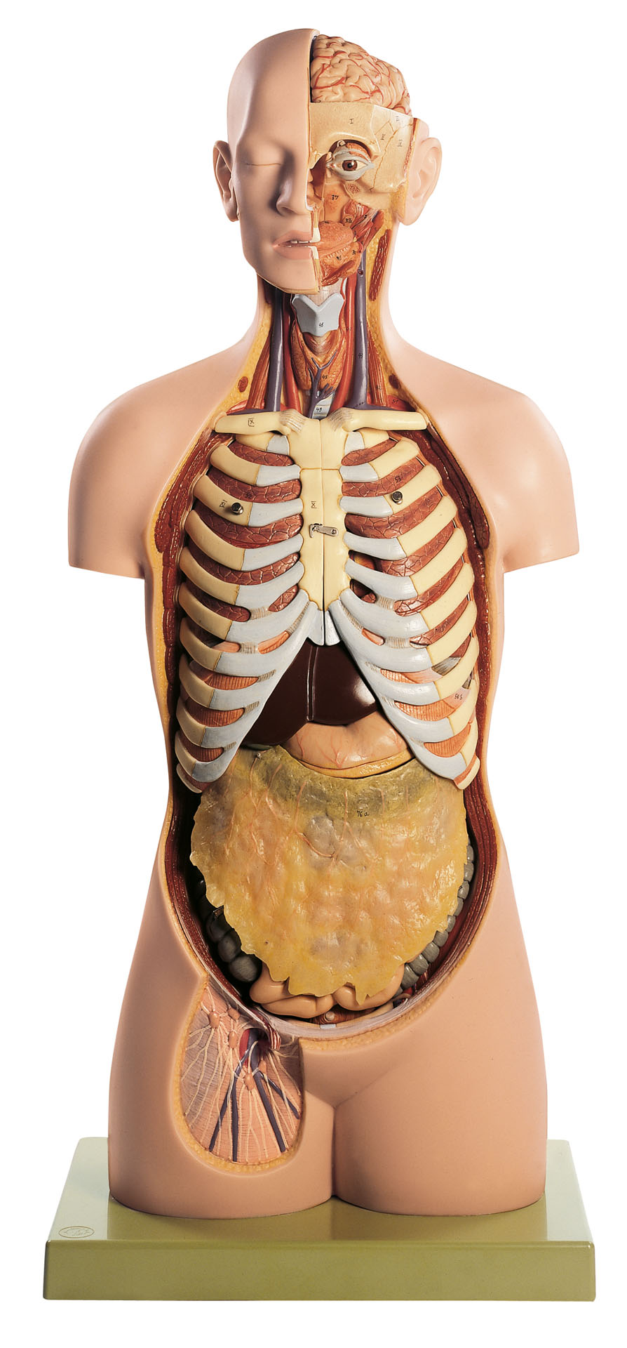 Male Torso With Head and Open Back, Light