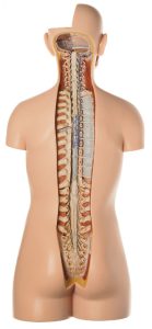 Male Torso With Head and Open Back, Light