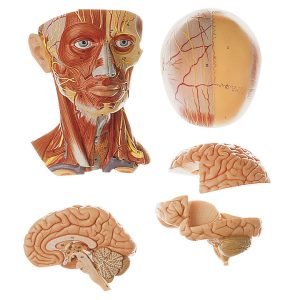 Male Muscle Figure