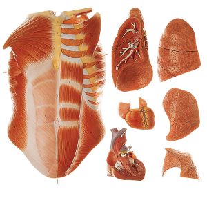 Male Muscle Figure