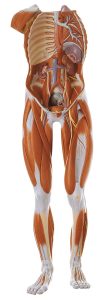 Male Muscle Figure