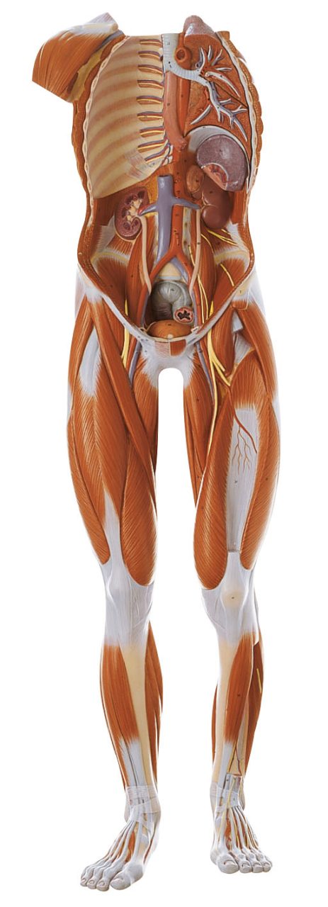 Male Muscle Figure