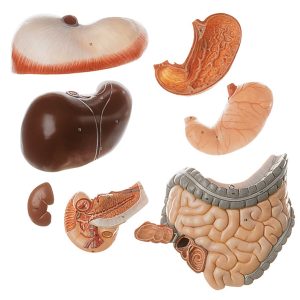 Male Muscle Figure
