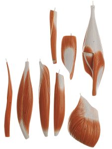 Male Muscle Figure
