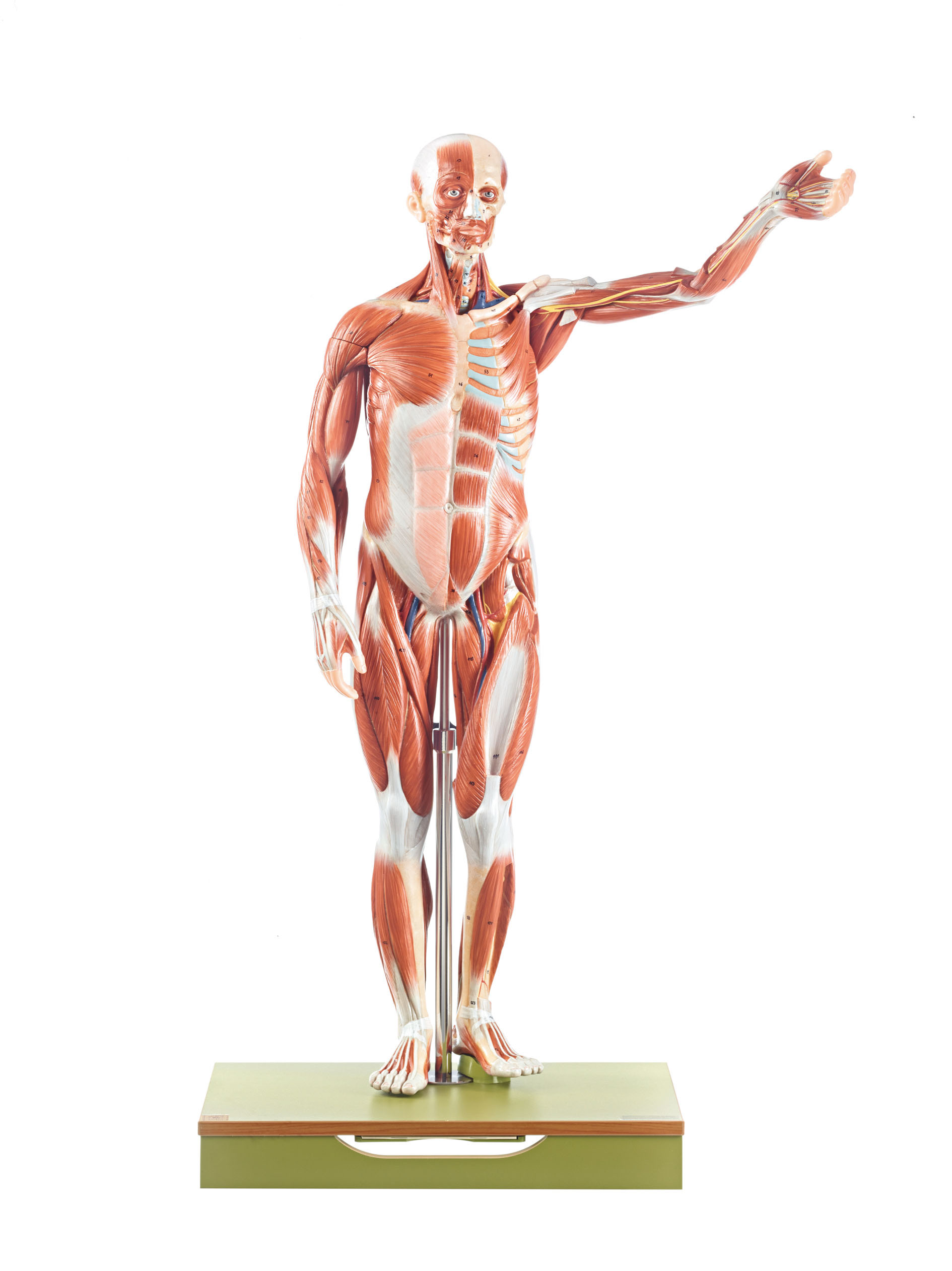 Male Muscle Figure