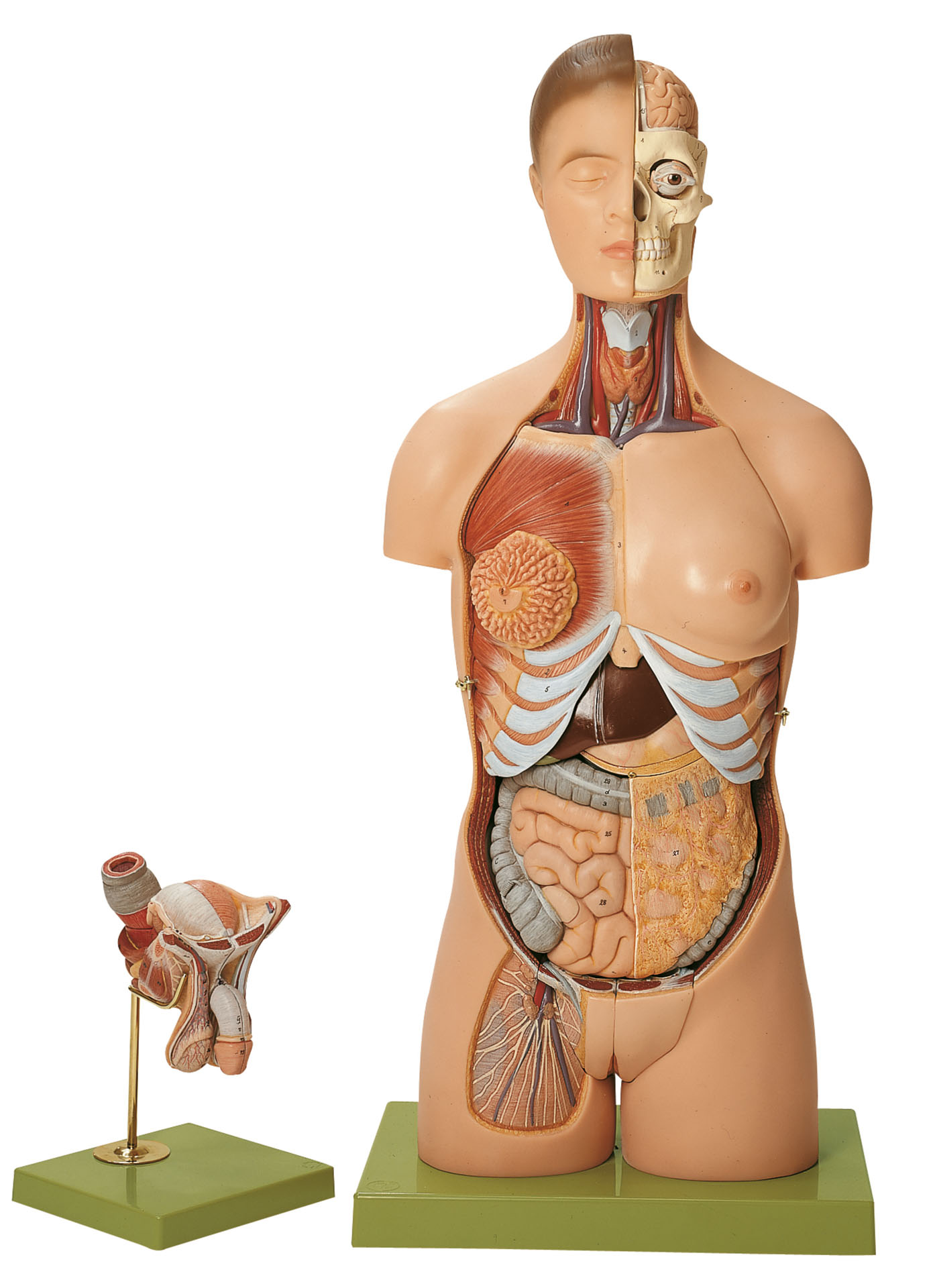 Torso With Head and Interchangeable Male and Female Genitalia, Light