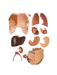 Torso With Head and Interchangeable Male and Female Genitalia, Light