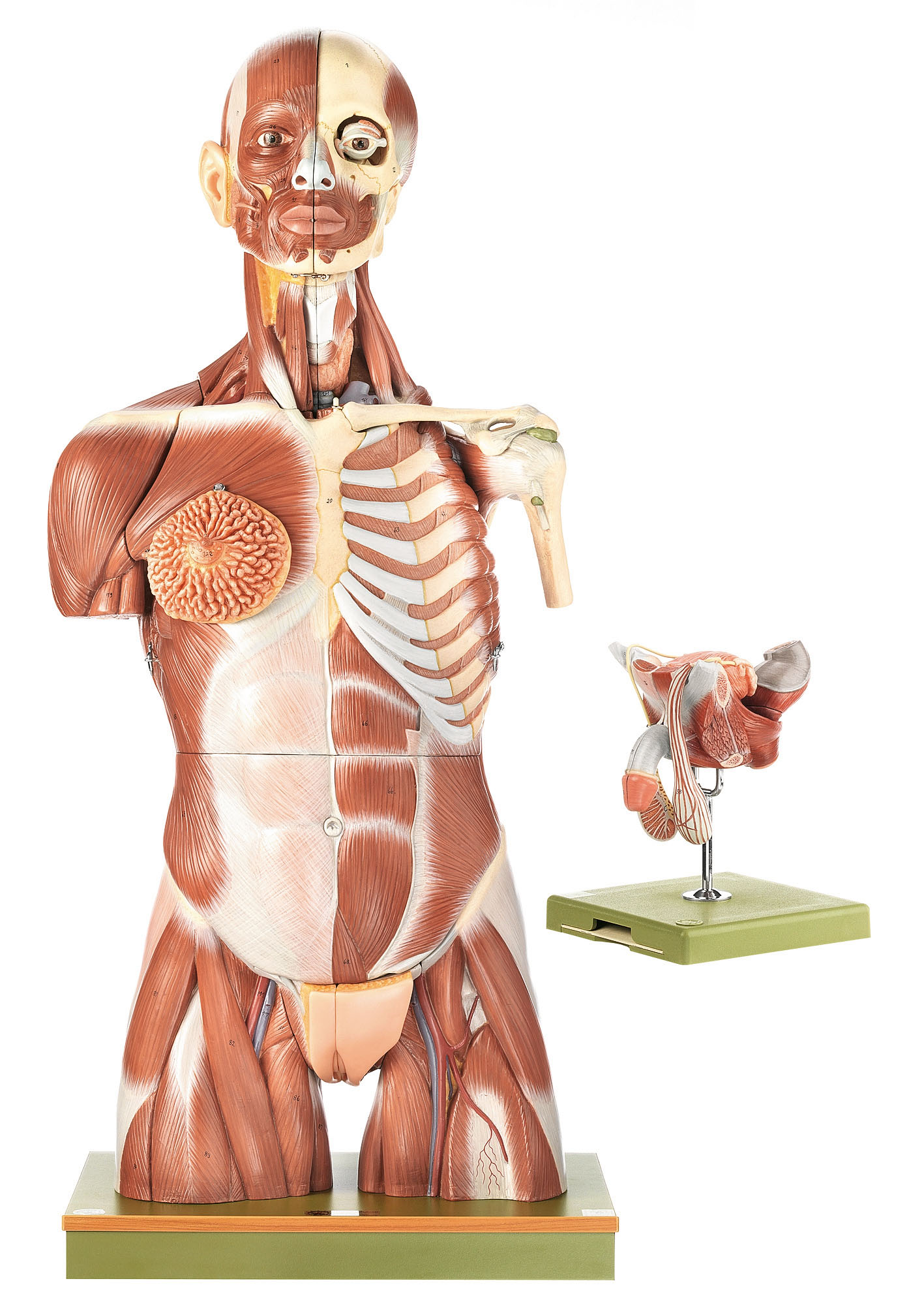 Muscular Torso With Head and Interchangeable Male and Female Genitalia, Light