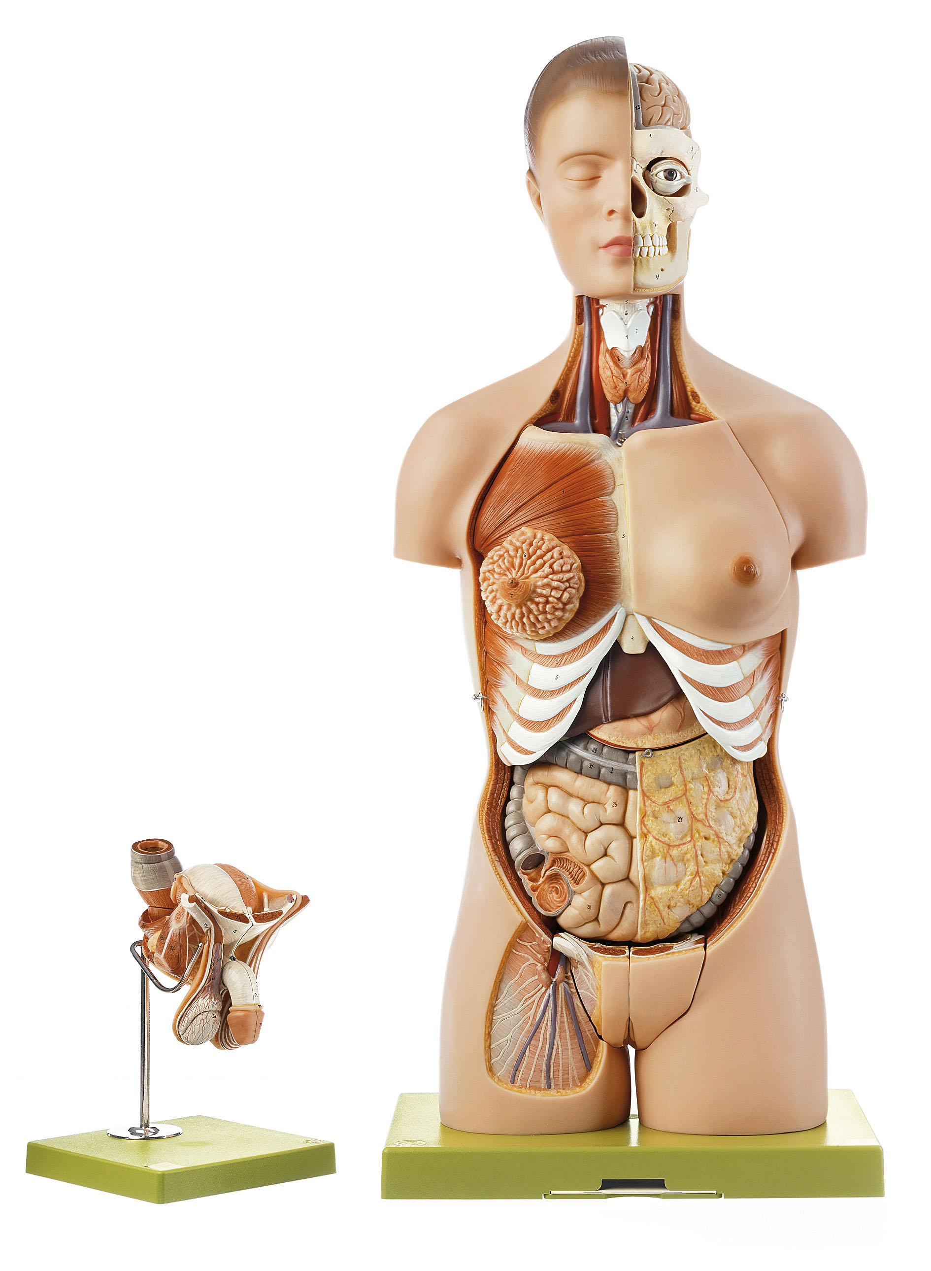 Torso With Head and Interchangeable Male and Female Genitalia, Light