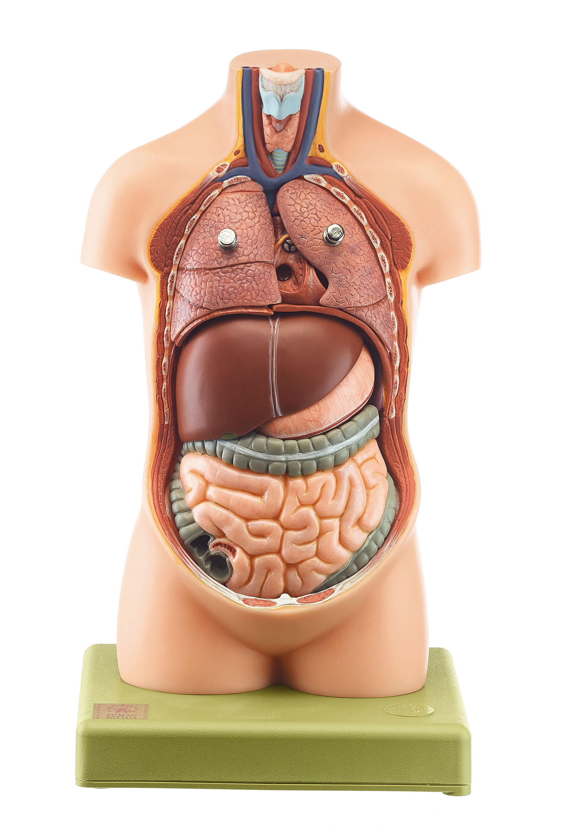 Small Torso of Young Man Without Head, Light