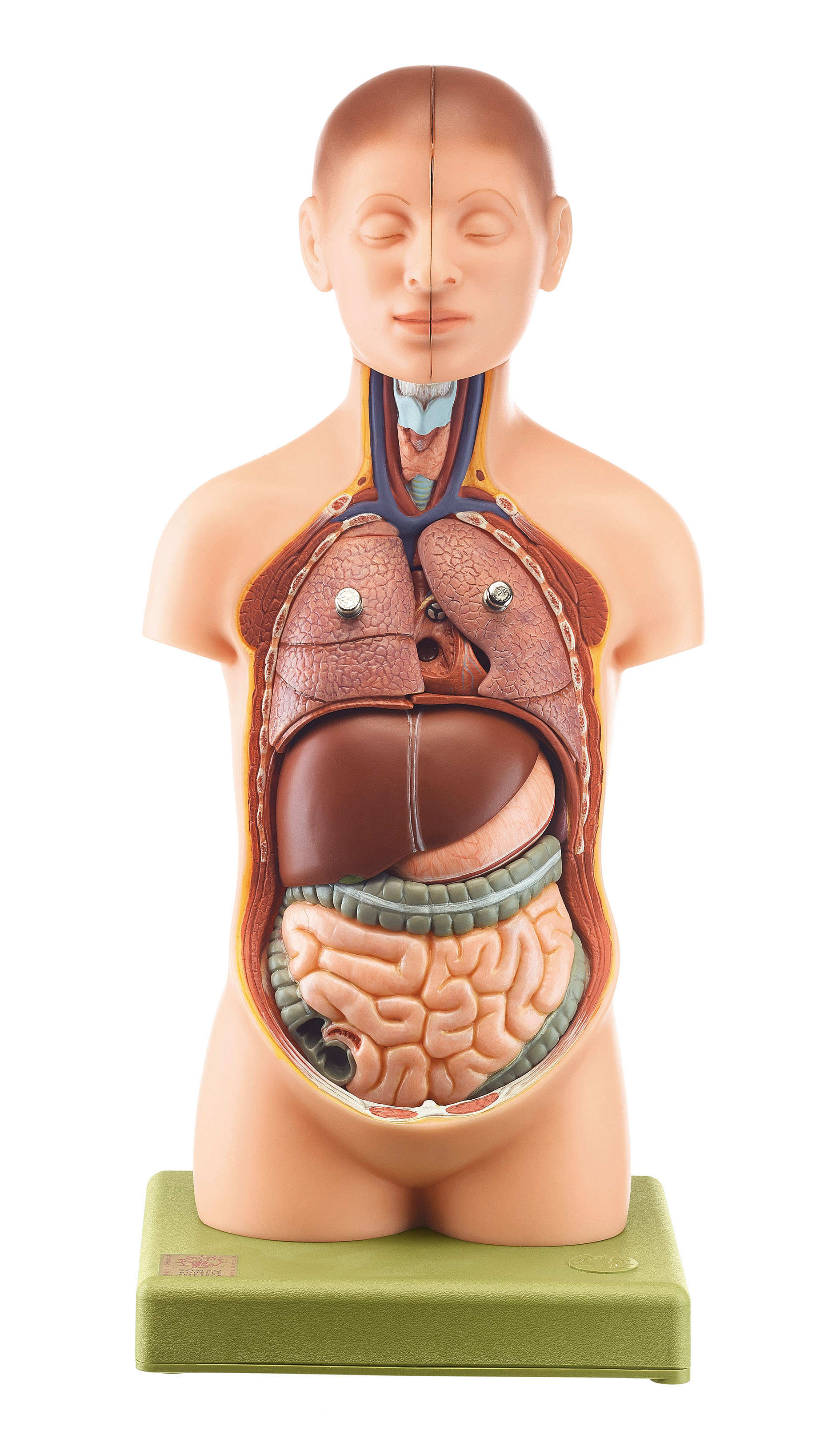 Small Torso of Young Man With Head, Light