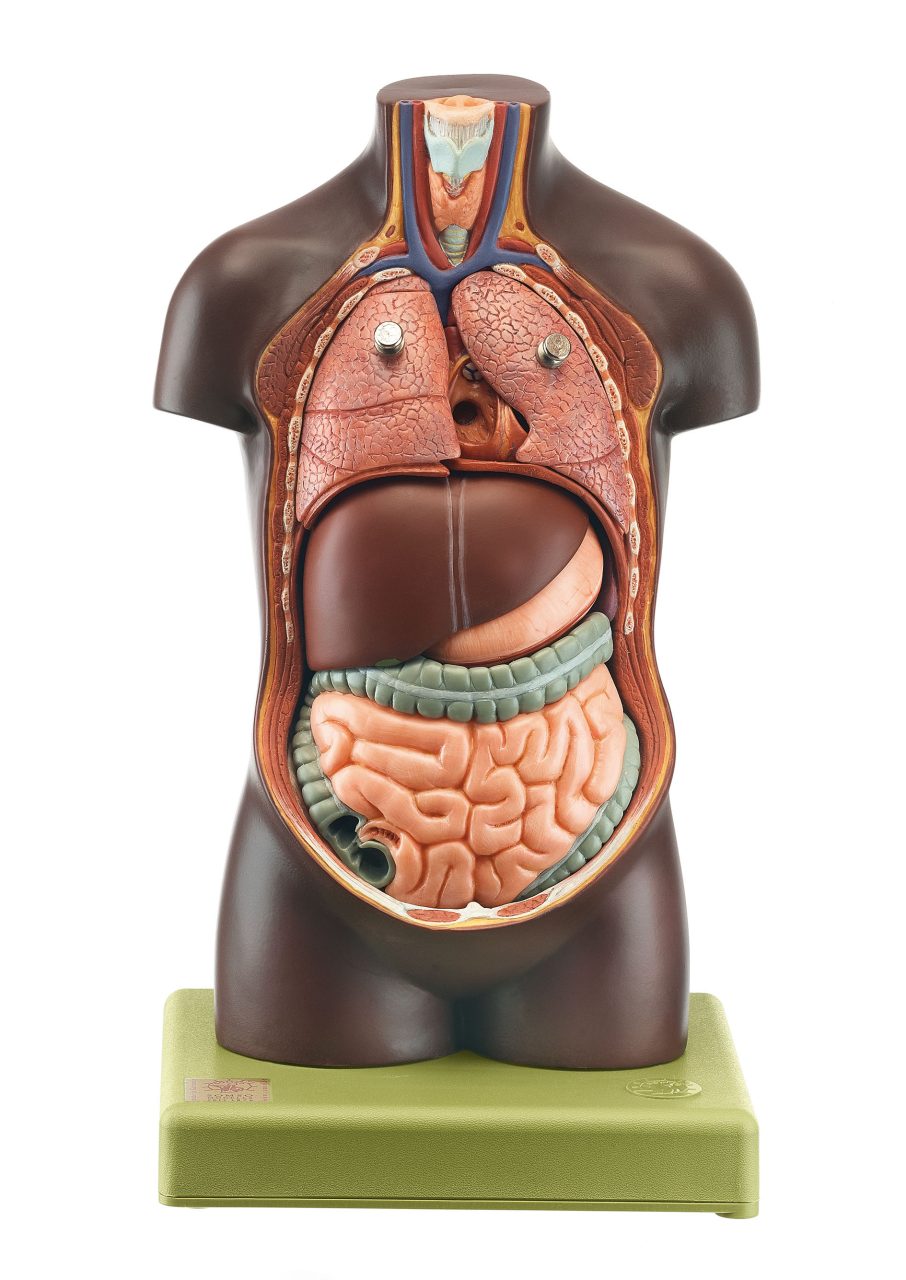 Small Torso of Young Man Without Head, Dark