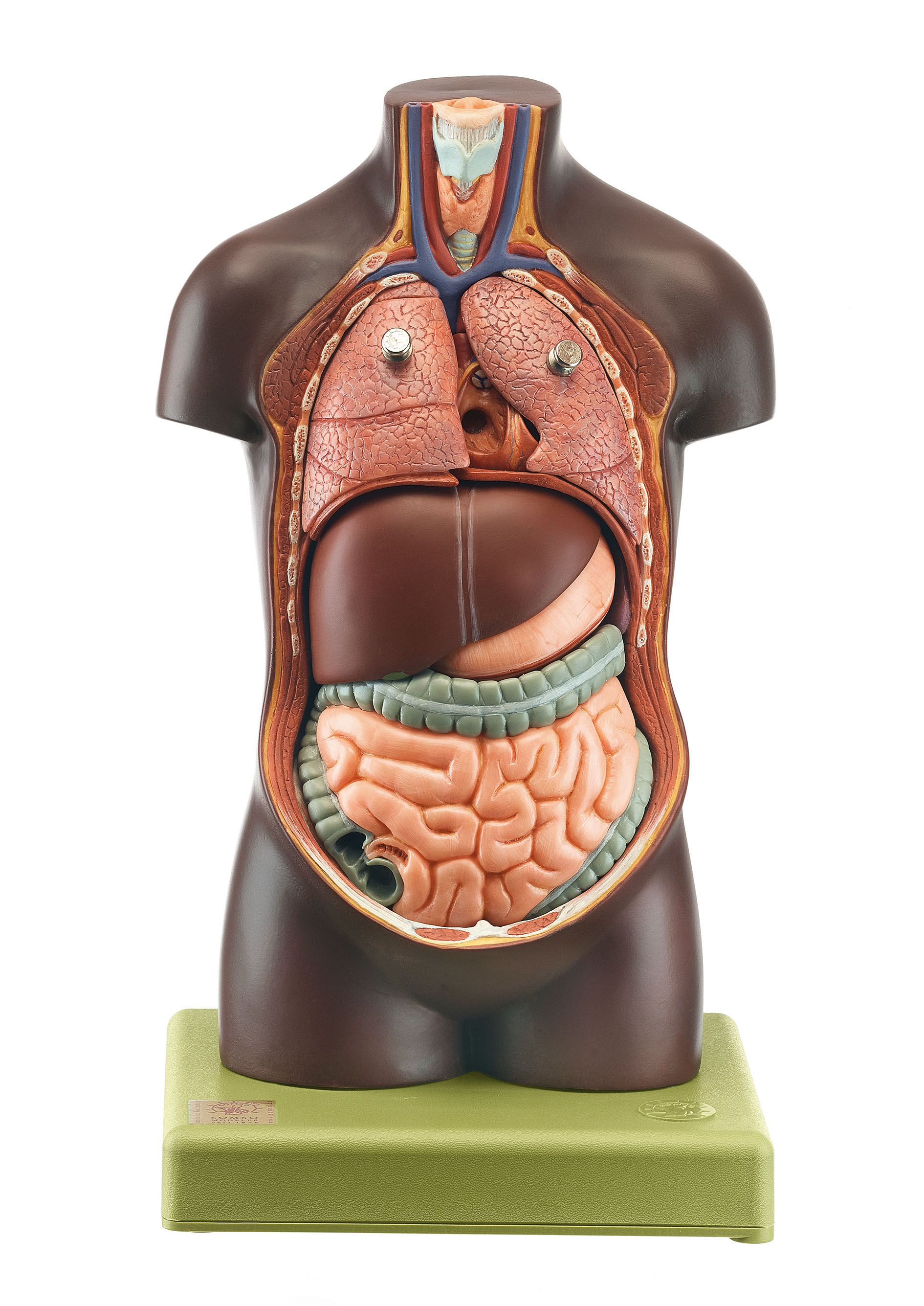 Small Torso of Young Man Without Head, Dark