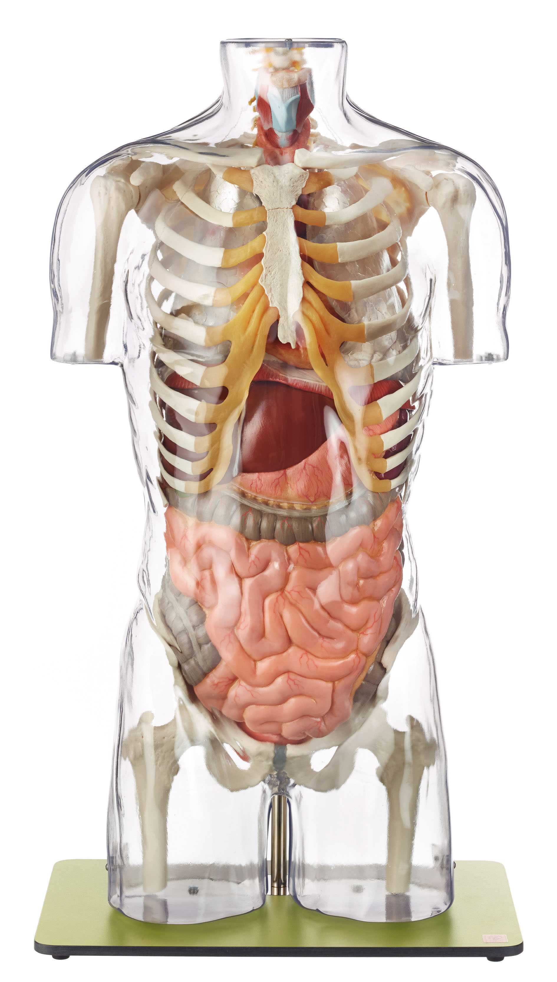 Transparent Torso Model Without Head