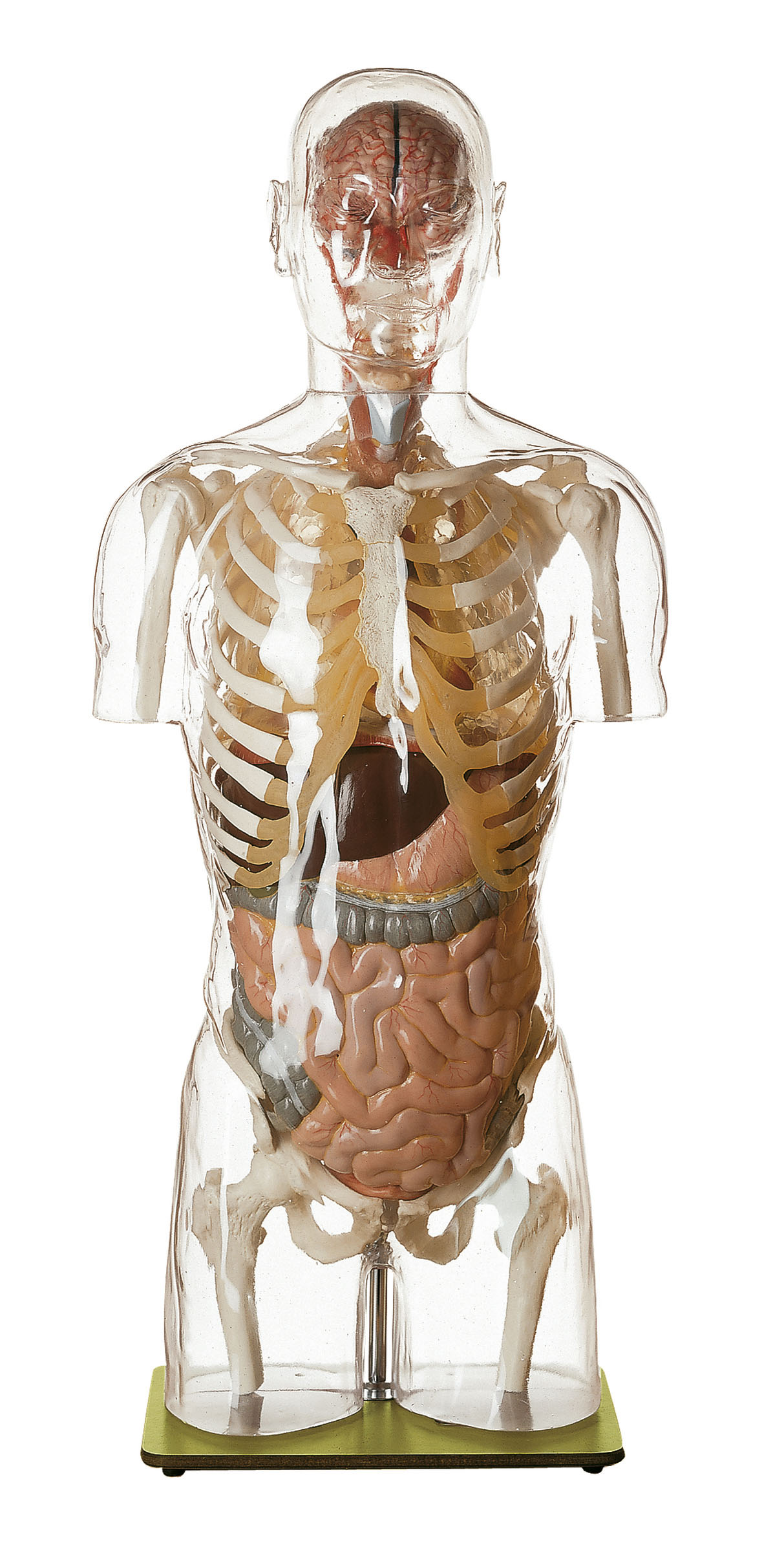 Transparent Torso Model With Head
