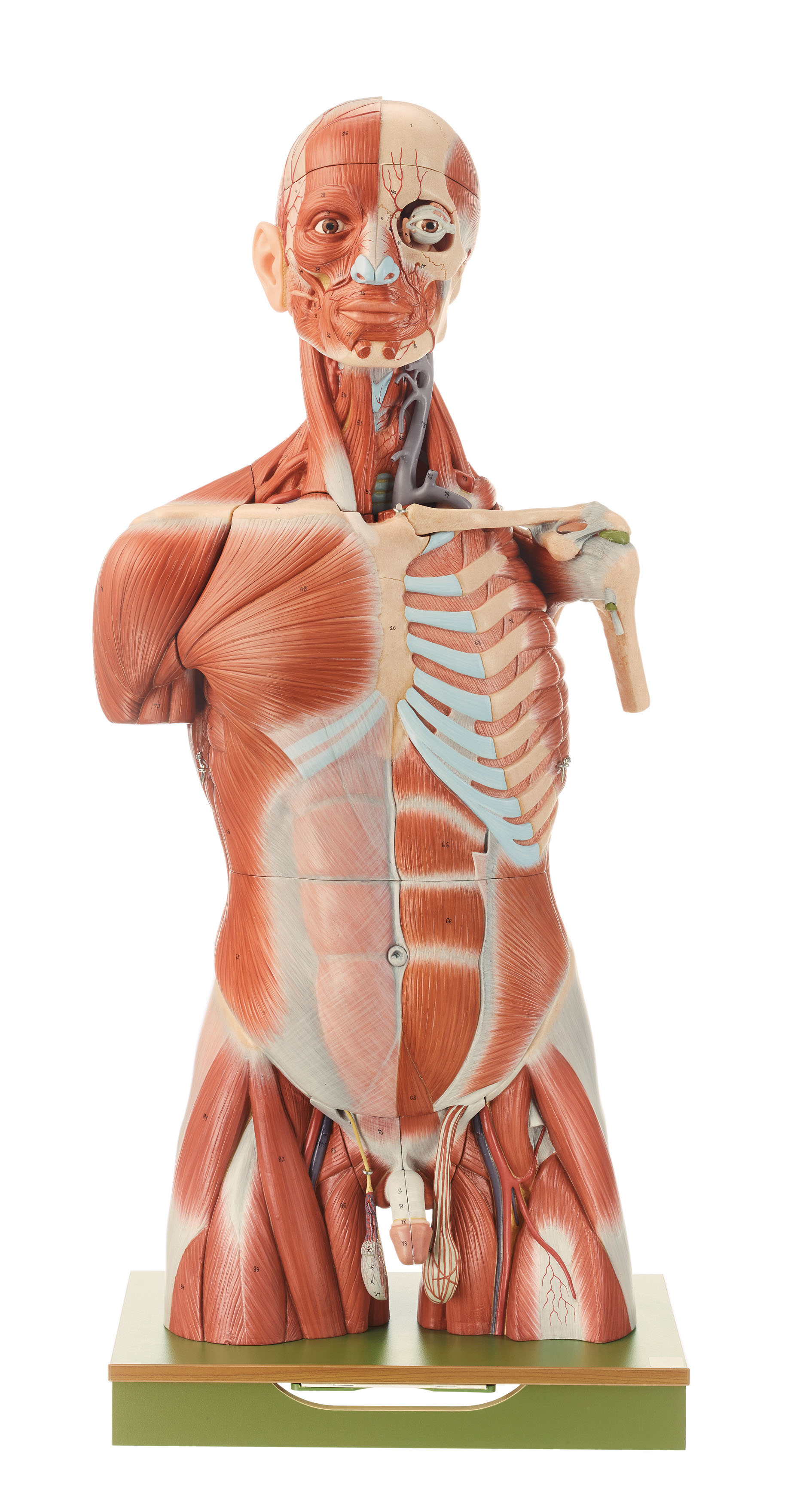 Muscle Torso With Head, Light