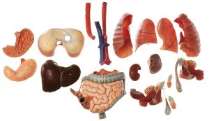 Muscle Torso With Head, Light