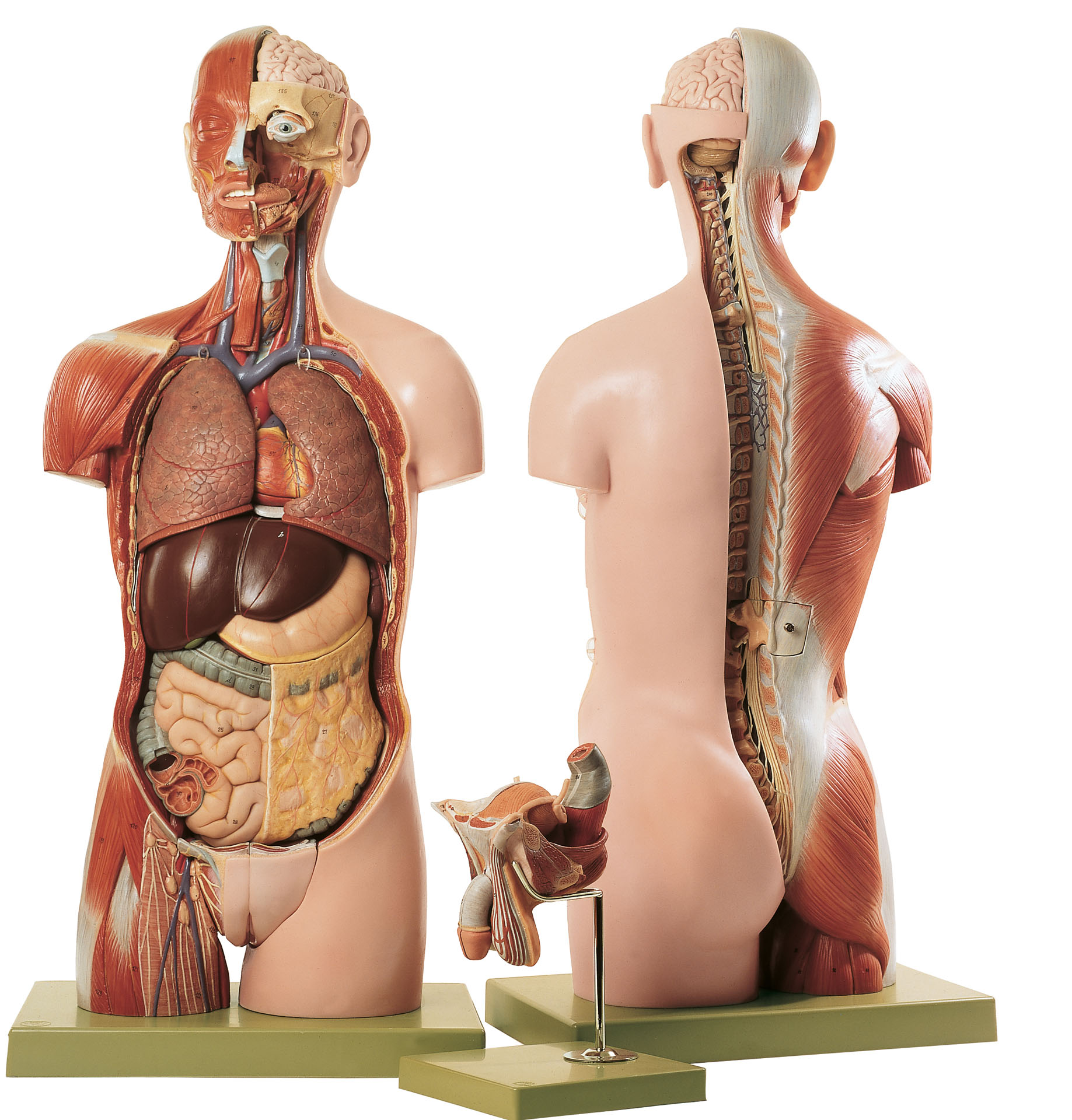 Torso With Head, Open Back and Interchangeable Male and Female Genitalia, Light