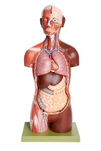 Torso With Head, Open Back and Interchangeable Male and Female Genitalia, Dark