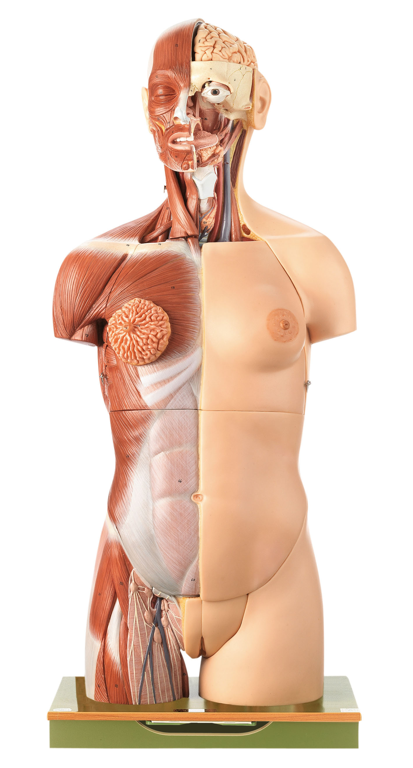 Female Torso With Head, Light