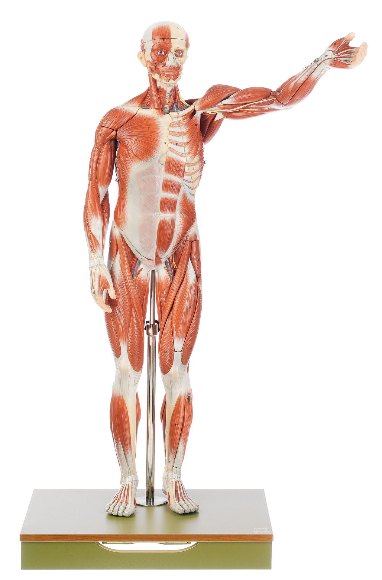 Male Muscle Figure, Light